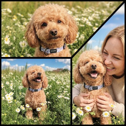 Tuff Pupper Premium Adjustable Dog Collar, Stylish Pattern Collars Designed in USA, Quick Release Buckle, Lavender Daisy Small (0.7 Inch Wide x 8-12 Inch Neck) - color: Lavender Daisy, size: Small