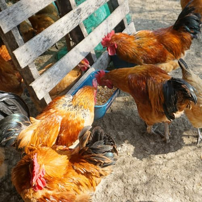 Goovilla Chicken Feeder Waterer, Hanging or Screw-in, 2 Pack 5 Quart, Blue - color: Dark Blue, size: 5 Quart