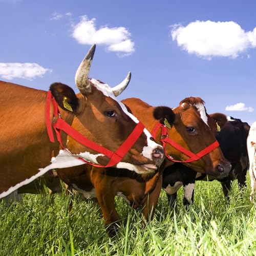 M METERXITY 1-Pack Adjustable Cattle Cow Calf Halter, 15.74"-19.68" Nylon Livestock Cow Halter for Miniature Horse/Donkey/Goat/Cattle [Red]