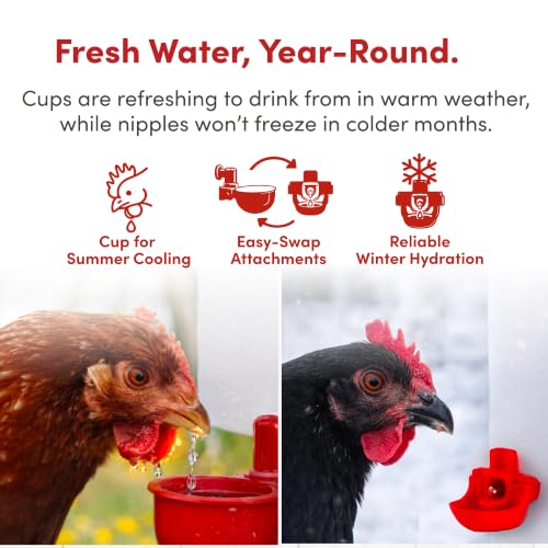 RentACoop 2 Gallon High Rise Chicken Waterer with Cups & Nipples
