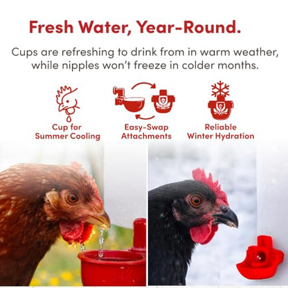 RentACoop 2 Gallon High Rise Chicken Waterer with Cups & Nipples
