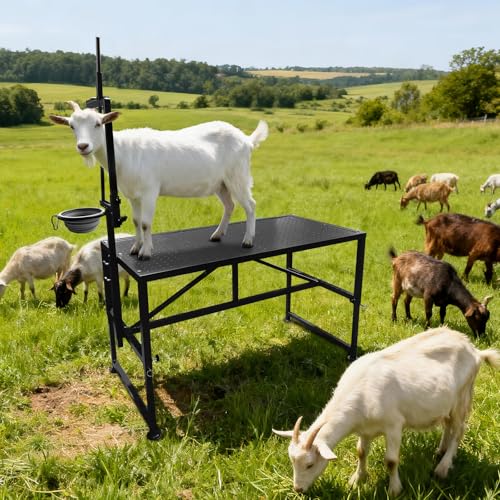 Goat Milking Stand, Adjustable Height Goat Stand with Feed Bin & Adjustable Headpiece, Heavy-Duty 600 Lbs Metal Livestock Shearing Stands for Sheep Goats Lambs Trimming Grooming