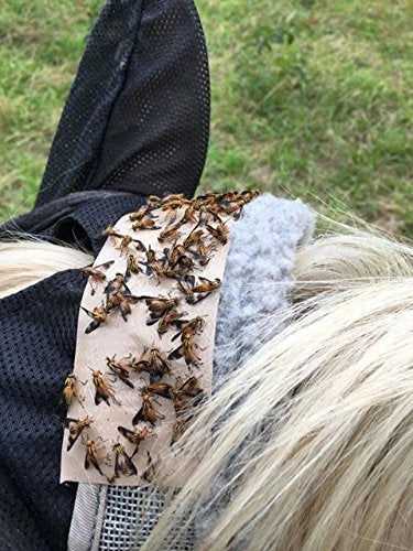 12 Trednot Horsefly Patches/Sticky Horse Fly Traps