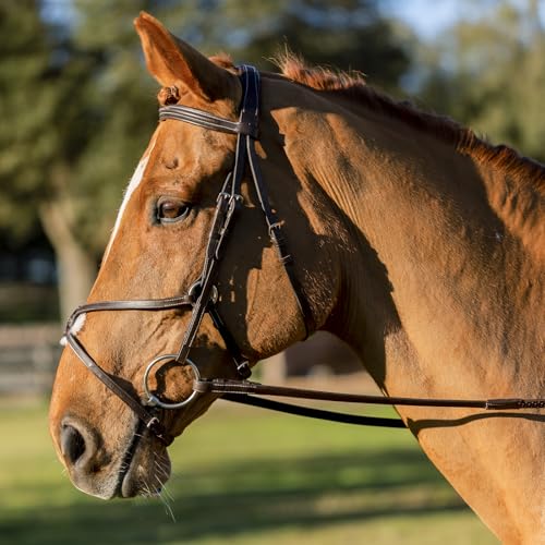 Equinavia Saga Adjustable Padded Fancy Stitched Figure 8 Bridle with Reins - size: Horse
