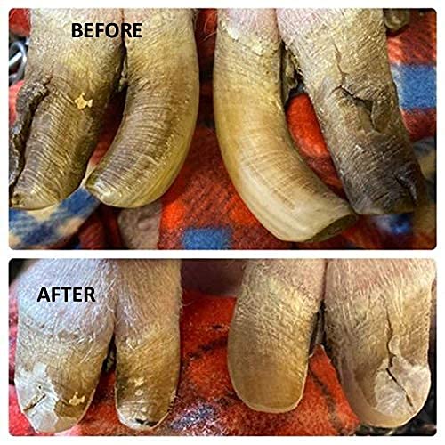 Pig Hoof Trimmers Kit, Complete 110V Electric Set with Supplies