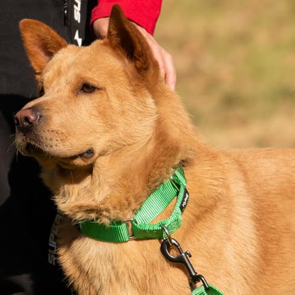 Hyhug Martingale Collar for Dogs Small Green |Escape - Proof Heavy Duty Nylon Durable No Buckle, Ideal for Training & Daily Walks | Heavy-duty nylon delivers gentle control for puppies. Ideal for training and park walks. Adjustable, comfortable, and secur