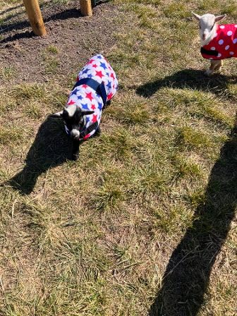 Insulated Kid Coats for Newborn Goats 14" - Leopard