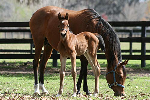 Tack Shack of Ocala Leather Figure 8 Foal Halter | Newborn, Foal, Mini Pony Halter | Brown with Removable Grab Strap and Two Size Crowns