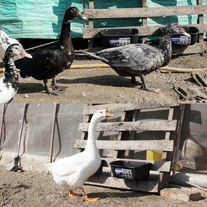 Goovilla Chicken Feeder Waterer, Hanging or Screw-in, 2 Pack 5 Quart, Black - color: Black, size: 5 Quart