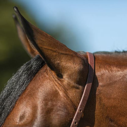 Billy Royal Oiled Royal Herman Oak Flat Nose Caveson for Horses | Hand Selected Herman Oak Hides | Adjustable Comfort Fit | Effective Training Tool | Oiled for Maximum Penetration | Made in the USA