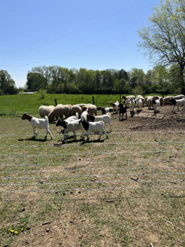 35" x 164' Premium Electric Sheep & Goat Netting w/Double Spike Fiberglass Posts (9/35/8) Pre-Assembled Electric Fence for Backyards, Homesteaders, Farms and Ranches