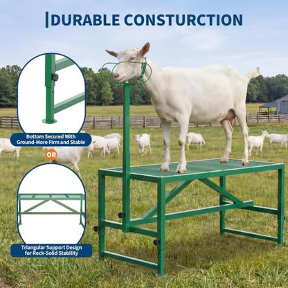 Garvee Goat Stand with Headpiece and Nose Loop – Milking Shearing Stand - color: Green-47 Inch (with Nose Loop)