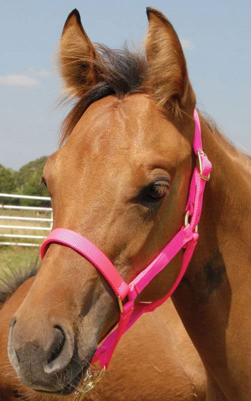 Jeffers Equine Nylon Pony Halter – Heavy Duty 2 Ply Adjustable Design with 3/4" Webbing & Cast Hardware, Secure Fit for Stable Tack, Training, & Barn Use, Pairs with Blanket - color: Hot Pink, size: Pony - Up to 300 lbs