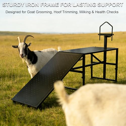 600 Lbs Adjustable Goat Milking & Trimming Stand with Feed Bin Ramp, Heavy Duty Steel Construction Ideal for Sheep & Goat Grooming, Hoof Trimming, and Milking, Livestock Care Equipment (Black)