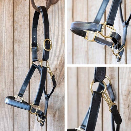Jeffers Paris Padded Leather Horse Halter with Throat Snap, Adjustable Double Buckle Crown with Throat Snap, Triple Stitched Noseband for Cheek & Nose, Black - size: Cob