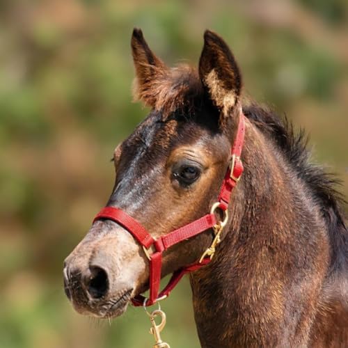 Jeffers Han Lien International 3/4" Nylon Adjustable Horse Halters
