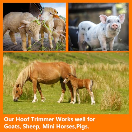 Farrier Tools, 9 Inch Farrier Tool Kits (8 Piece) Goat Hoof Trimmers Mini Rasp Hoof File Goat Pig Equine Metal Shears Professional Farriers Hoof Nipper Cutter Handle Knife Goat Supplies - size: 9-inch
