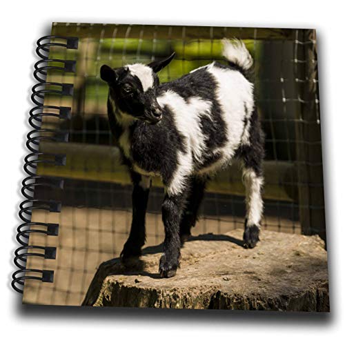 Mini Notepad 4 x 4 inch - Issaquah, WA, USA. Pygmy goat kid standing on a stump. Animals - size: Mini Notepad 4 x 4 inch