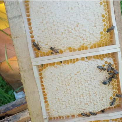 Foxhound Bee Co Comb Honey Cassette, Medium Frames - 40 Cassettes - size: Comb Cassette Medium Frame - 40 Pack