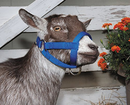 Weaver LivestockWeaver Leather Livestock Goat Halter, Blue, 3/4" Small - color: Blue, size: Small