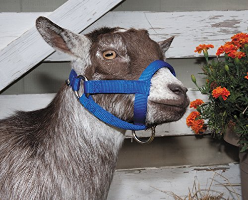 Weaver Leather Livestock Goat Halter