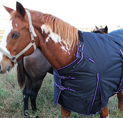 Challenger 1200D Turnout Waterproof Horse Heavy Winter Blanket w/Bellyband Purple 565B - color: Black/Purple Trim, size: 84 inches