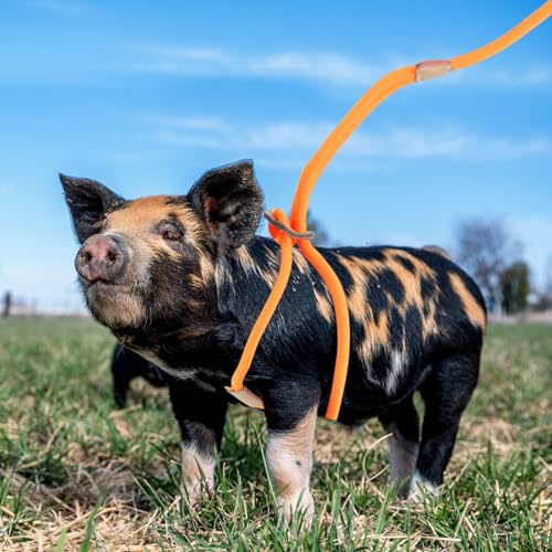 Mini Pig Harness & Leash, Adjustable 8 Feet Long Rope for Small to Medium Pet Pigs - color: Orange