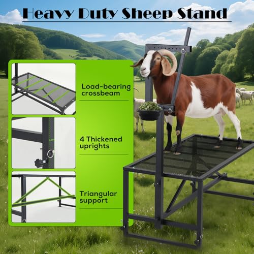 800 LBs Goat Stand with Feed Bin, Adjustable Size Goat Milking Stand