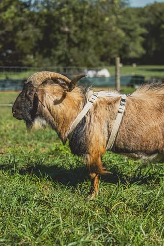 Asatre Goat Harness - Adjustable Livestock Harness – X-Large - size: X-Large