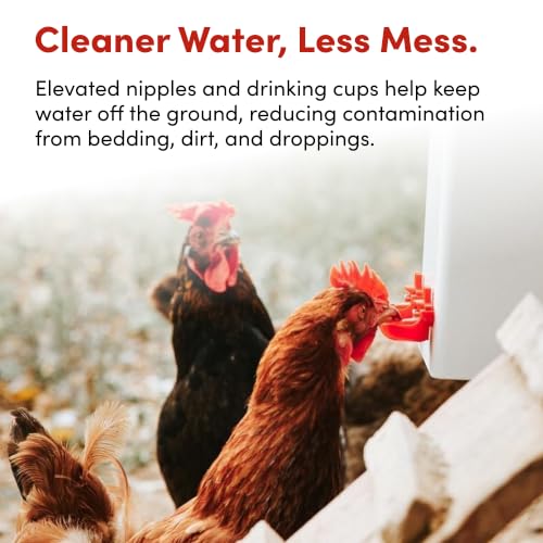 RentACoop 2 Gallon High Rise Chicken Waterer with Cups & Nipples
