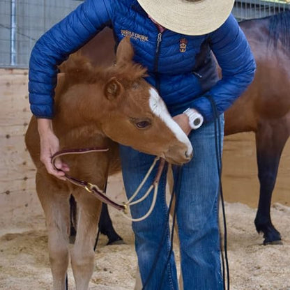 Weaver Leather Kalley Krickeberg Horseman`s Leather Foal Halter