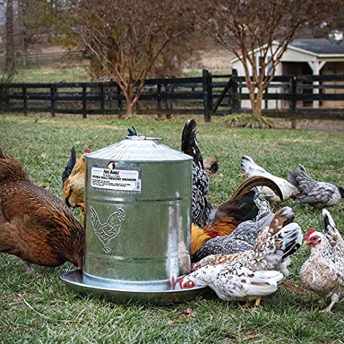 Harris Farms Double Wall Poultry Drinker|Automatic Poultry Water|5 Gallons