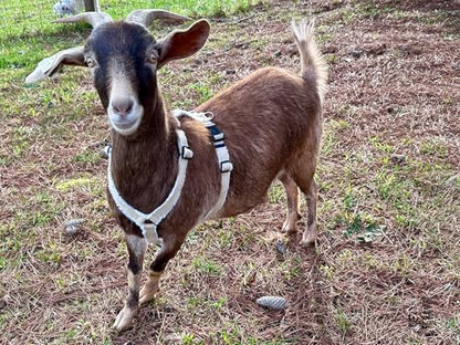 Asatre Goat Harness - Adjustable Livestock Harness - Medium - size: Medium