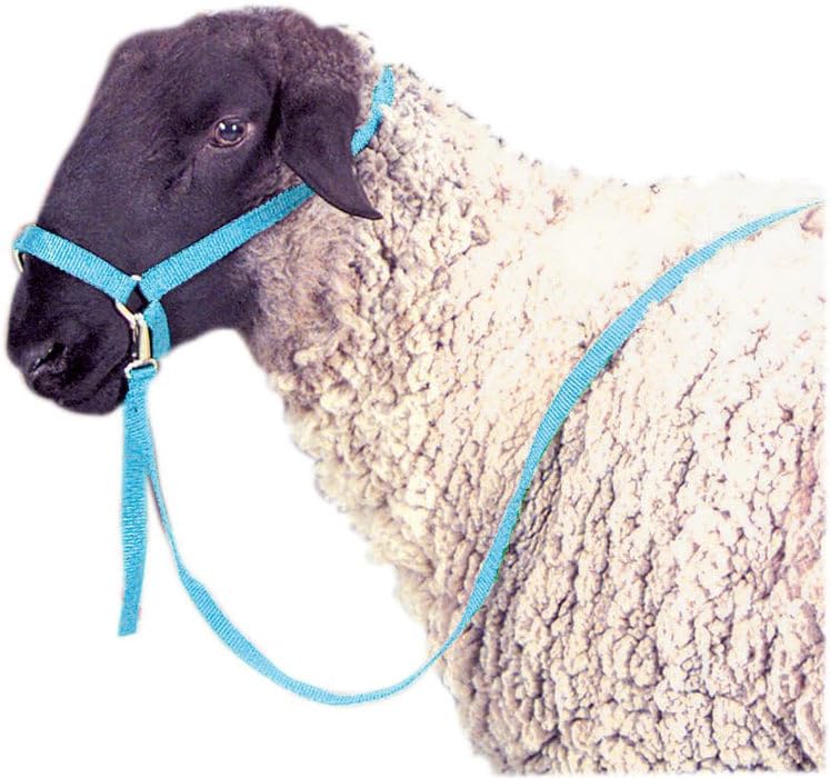 Jeffers Livestock Nylon Sheep Halter & Lead Set – Brass Plated ¾ Adjustable Halter with 6ft Rope for Sheep, Goats, Lambs – Farm, Ranch, Barn, Stable, Milking, Show, Training Gear - Purple - color: Purple