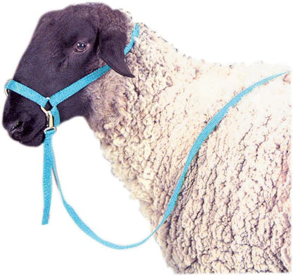 Jeffers Livestock Nylon Sheep Halter & Lead Set – Brass Plated ¾ Adjustable Halter with 6ft Rope for Sheep, Goats, Lambs – Farm, Ranch, Barn, Stable, Milking, Show, Training Gear - Pink - color: Pink