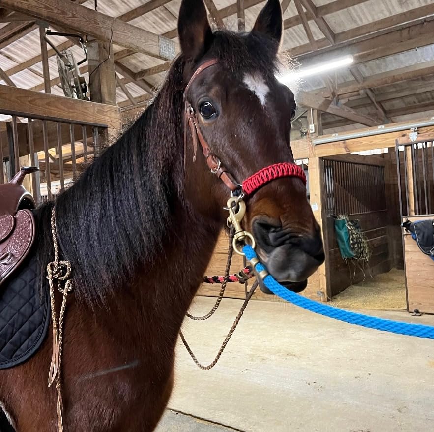 side pull hackamore bitless bridle attachment red horse tack