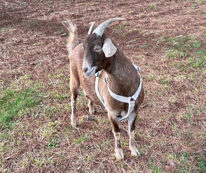 Asatre Goat Harness - Adjustable Livestock Harness - Medium - size: Medium