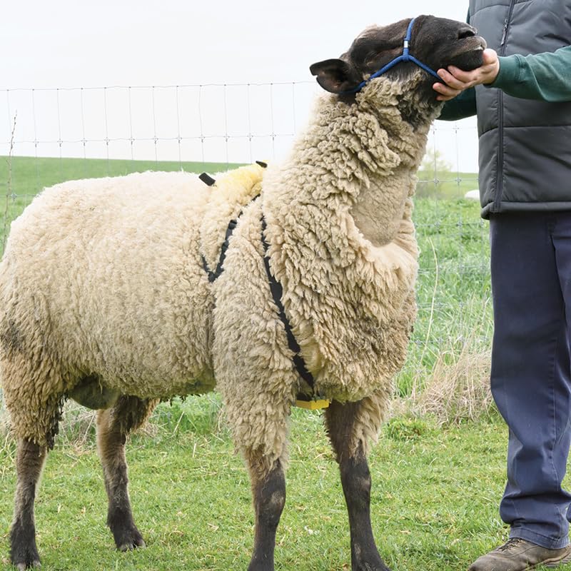 Premier 1 Nylon Marking Harness for Sheep Breeding