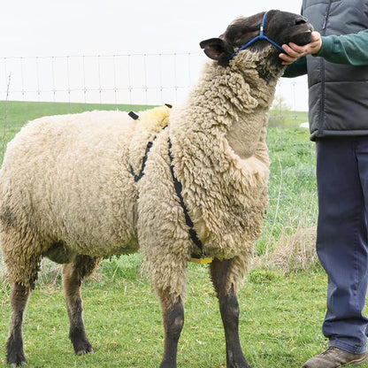 Premier 1 Nylon Marking Harness for Sheep Breeding