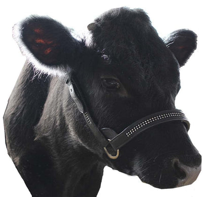 Derby Originals New and Improved Premium Crystal Bling Rhinestone Inlay Flat Leather Cattle Show Halter with Matching Chain Lead - color: Black, size: Large (950lbs-1500lbs)