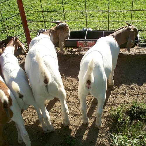 Little Giant HF9BLACK Hook Over Goat Trough Heavy Duty Galvanized Steel 9 Quart Feeder, Black (2 Pack)