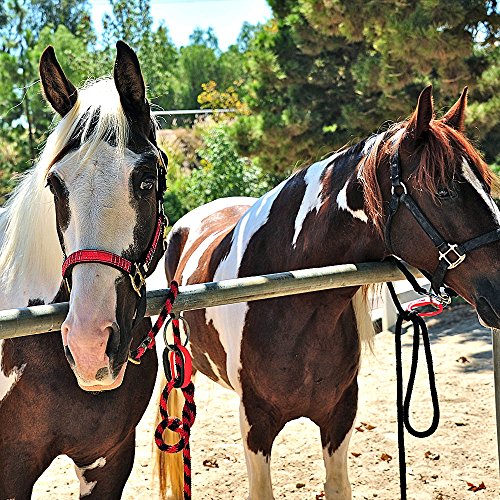 Injuries Preventing Tether Tie - Portable, Versatile & Reusable Breakaway Horse Tie, Quick Release Under Heavy Pressure w/ 5 Loop Settings, Multi-Purpose Clip (2 pcs Black) - color: Black