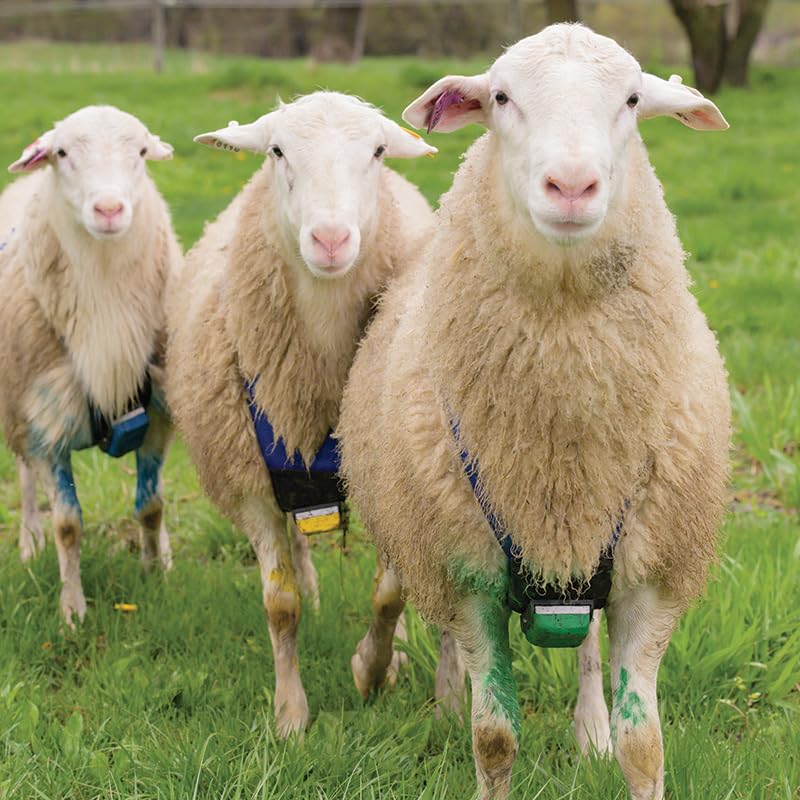 Premier 1 Deluxe Marking Harness for Sheep Breeding | For medium-large rams & bucks. 2" wide nylon straps distribute pressure. Padded straps prevent abrasion. Large snap buckles.