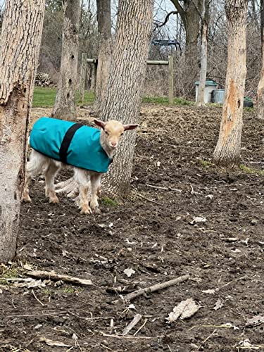 Insulated Kid Coats for Newborn Goats 14" - Dark Green
