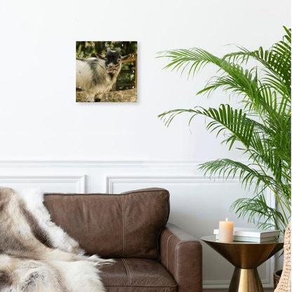 3dRose African Pygmy Goat Calling. 10x10 Wall Clock