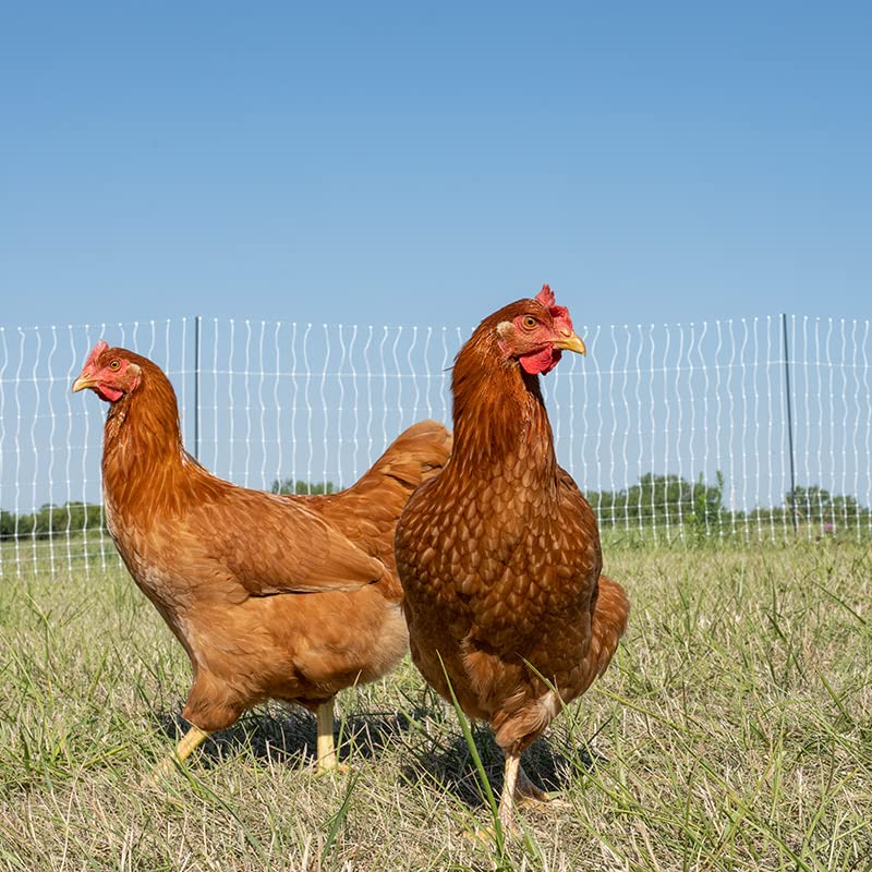 Premier 1 PoultryNet® PrimaPosts™ Fence – Chickens – 48"H x 100'L - color: Single Spike, Blue/White
