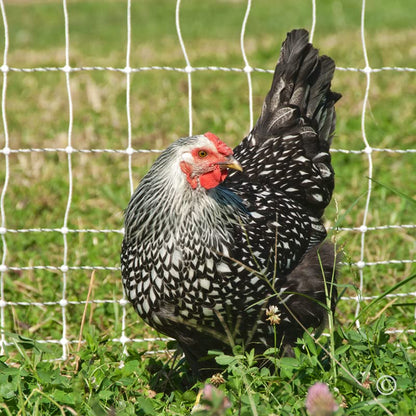 Premier 1 PoultryNet® Electric Fence for Chickens – 48"H x 164'L
