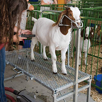 Premier 1 Galvanized Steel Trimming Stand for Sheep & Goats – 20"W x 48"L | Rust-resistant galvanized steel. Folds flat for storage. Adjustable for clipping, shearing & hoof trimming.
