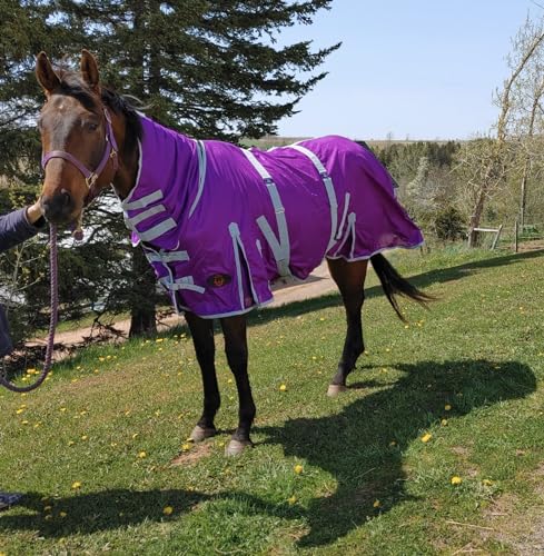 Heavy Duty Horse Fly Sheet with Neck and Detachable Belly Band | Summer Sheet (72, Purple) - color: Purple, size: 72
