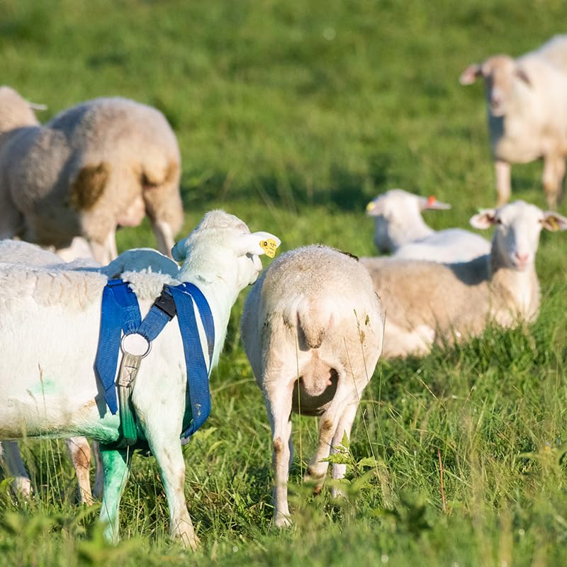 Premier 1 Deluxe Marking Harness for Sheep Breeding | For medium-large rams & bucks. 2" wide nylon straps distribute pressure. Padded straps prevent abrasion. Large snap buckles.